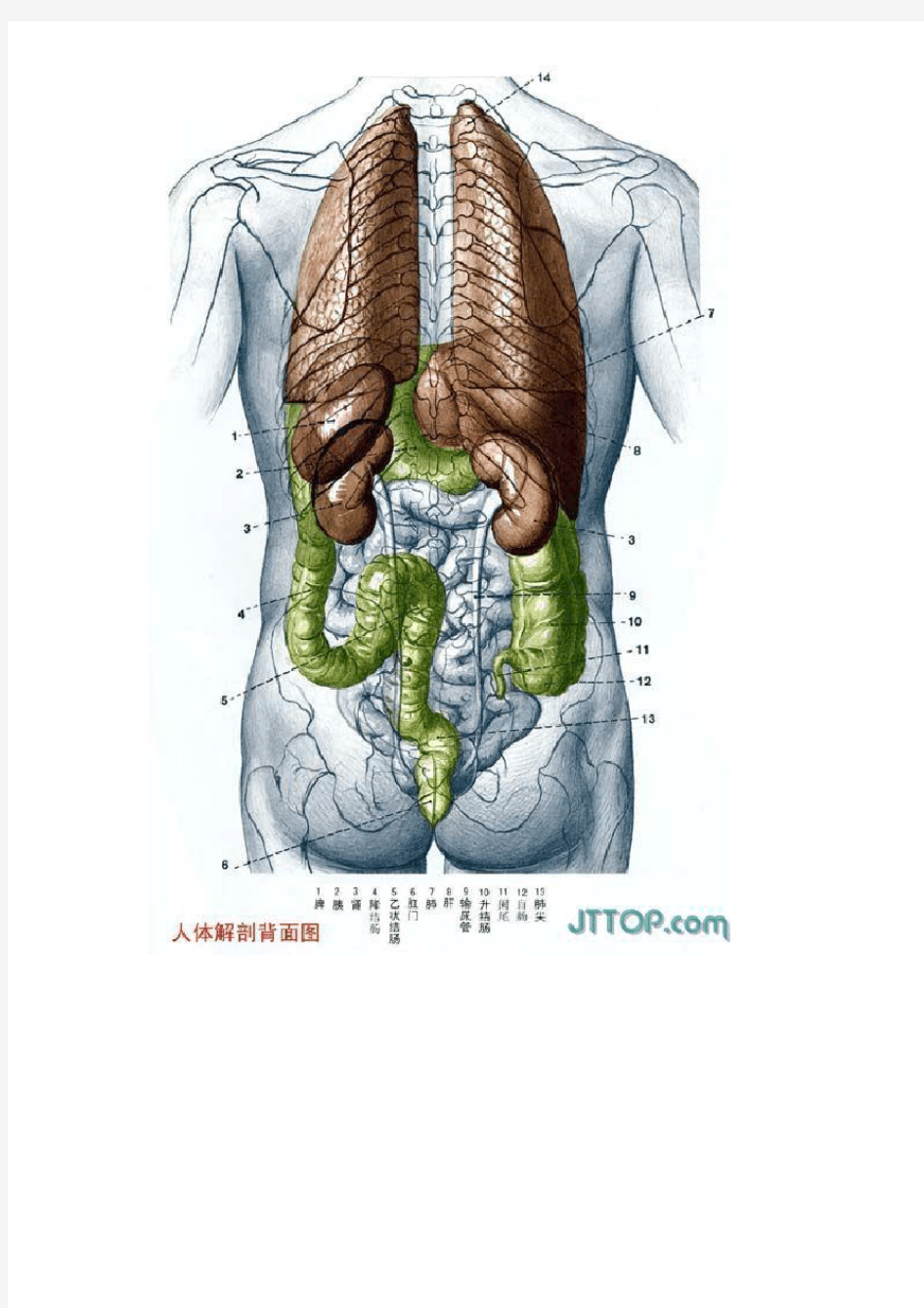人体各个器官解剖图