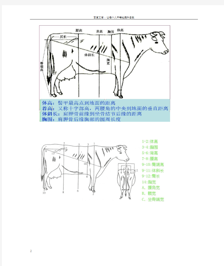 牛体重测量方法