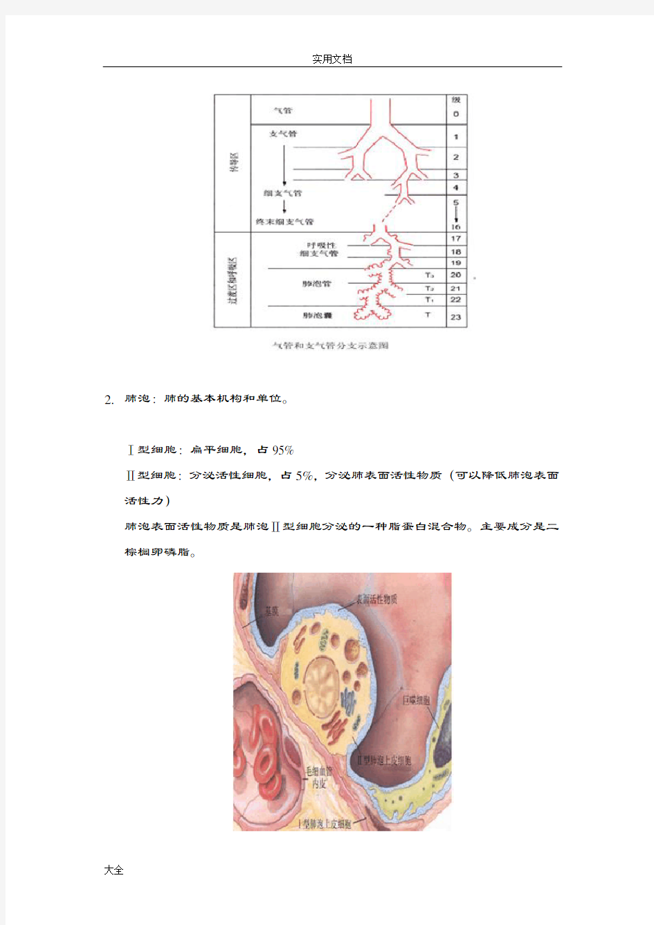 精华整理：呼吸生理学-学习笔记