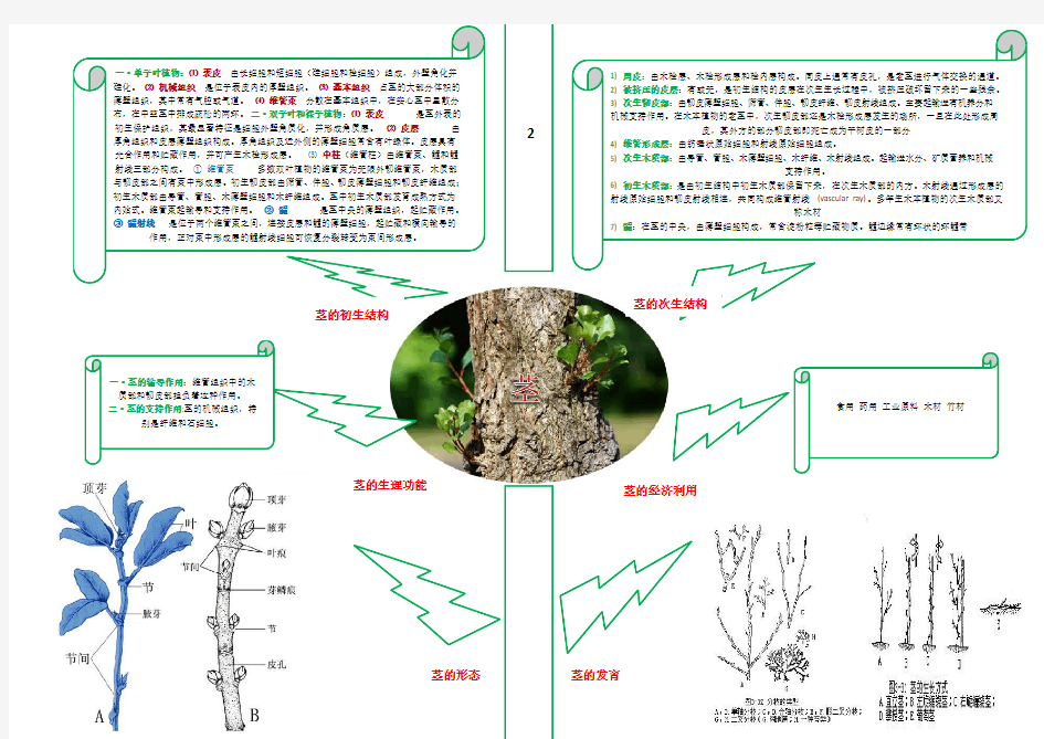 植物学根茎叶结构思维导图