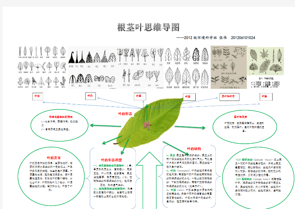 植物学根茎叶结构思维导图