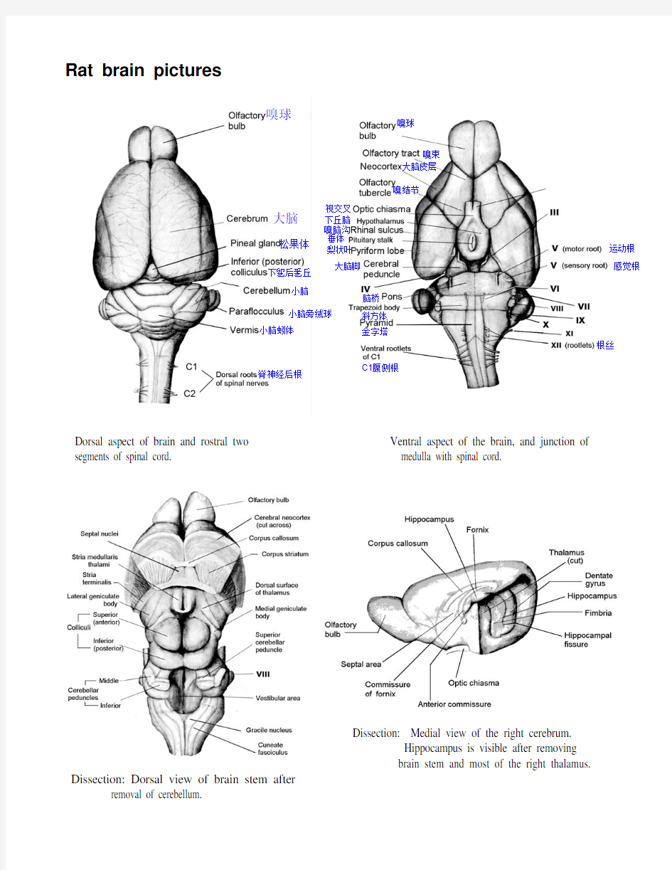 大鼠大脑解剖图