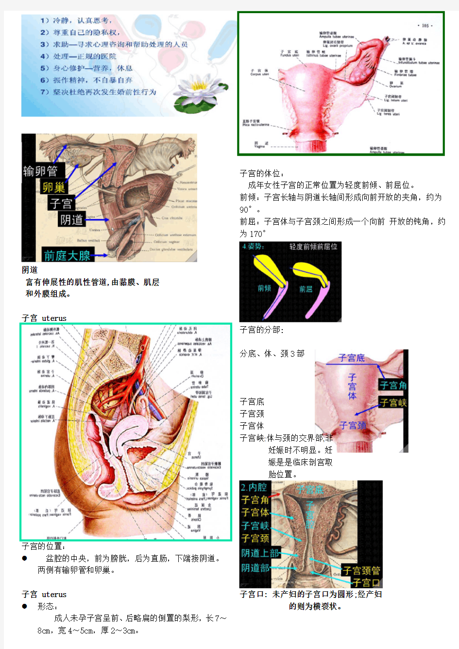 女性保健-女性生殖系统解剖与生理-1