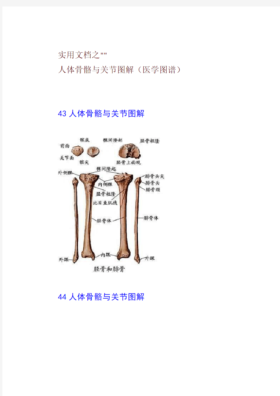 实用文档之人体骨骼与关节图解