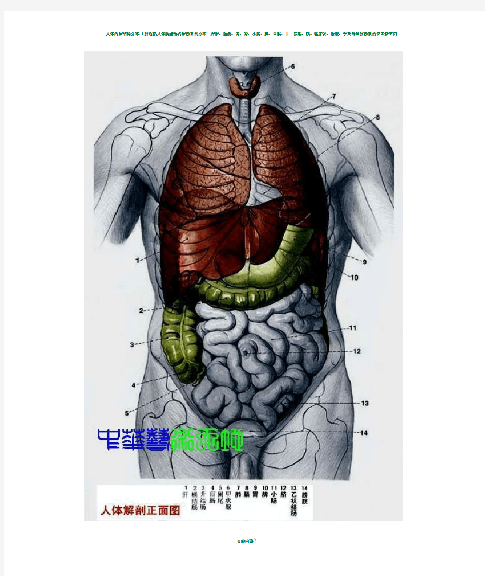最全人体内脏结构图(医学图谱)_完整版