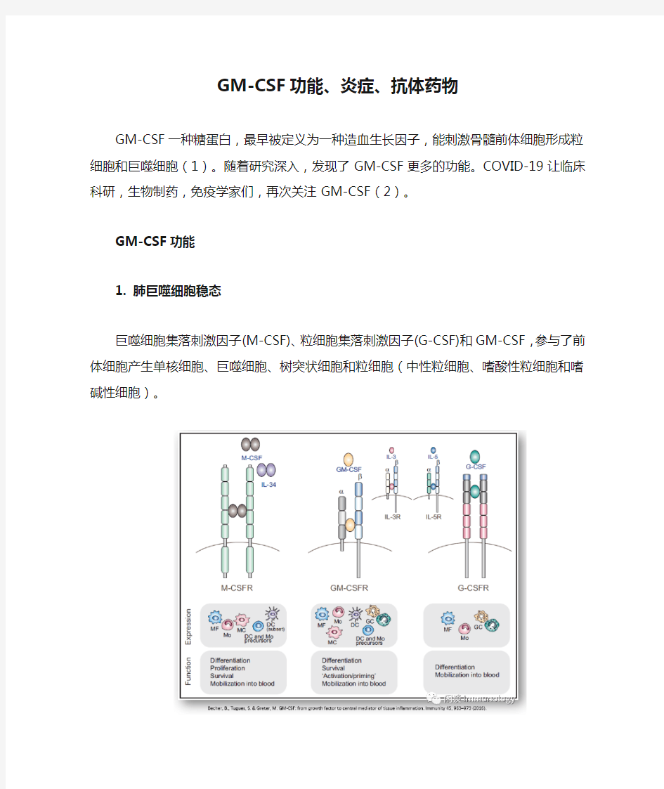 GM-CSF功能、炎症、抗体药物