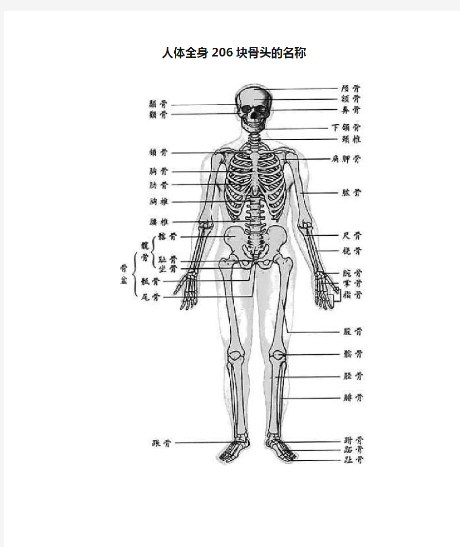 人体全身206块骨头的名称