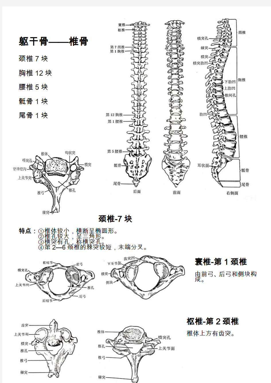 躯干骨笔记