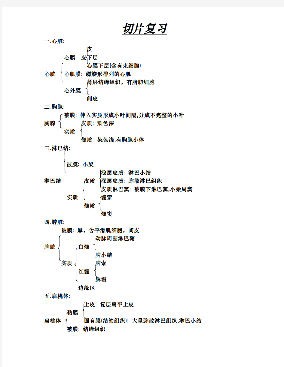 组织学切片结构