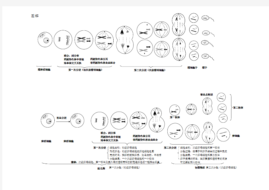 有丝分裂与减数分裂过程图及知识点归纳