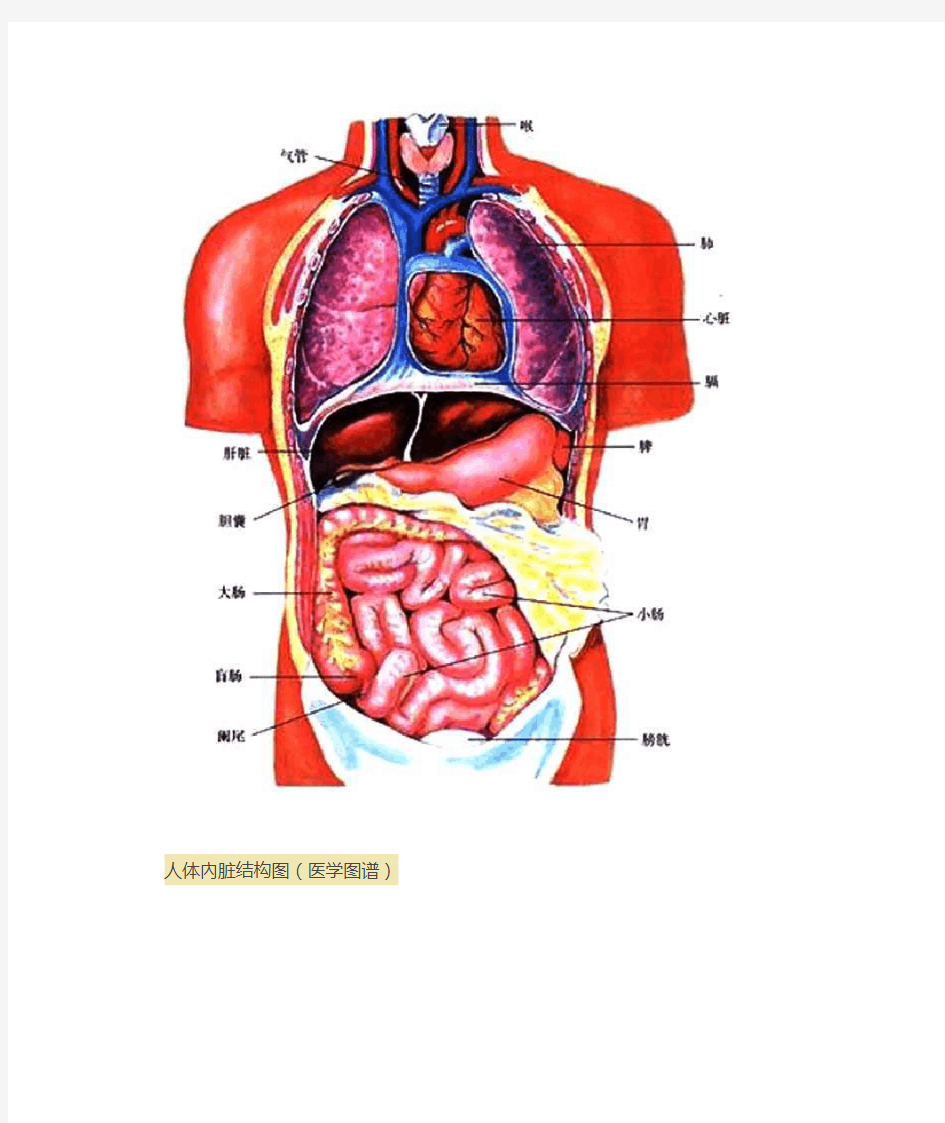 人体内脏位置分布图解读