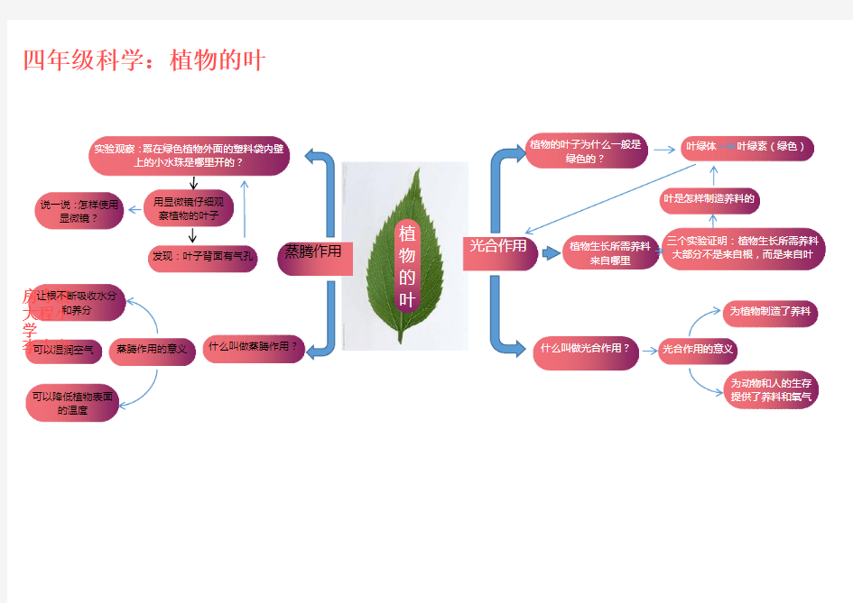 小学科学思维导图