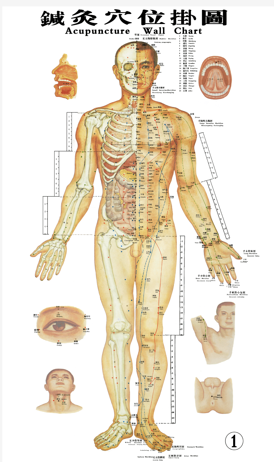 针灸穴位大挂图