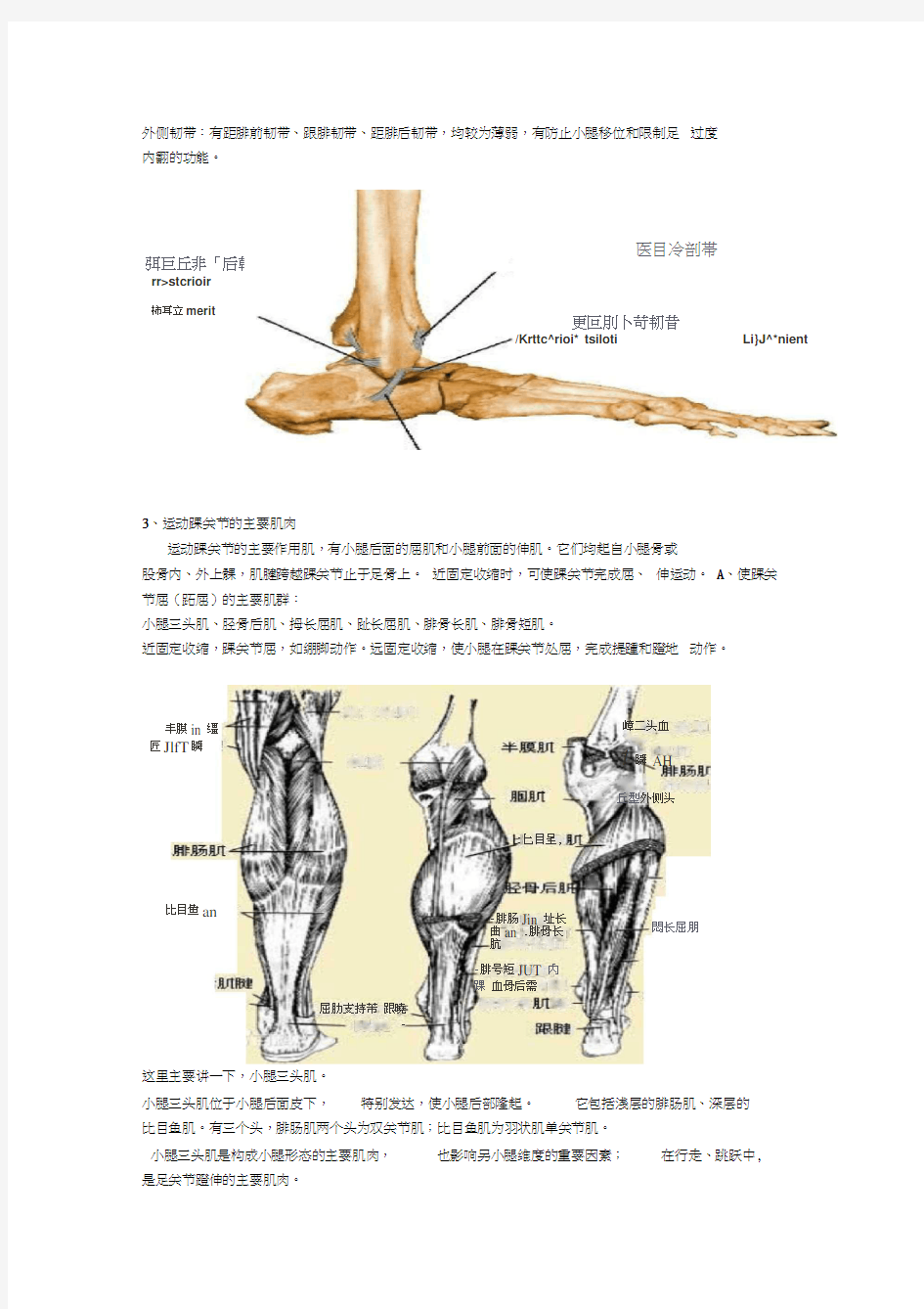 踝关节功能解剖、损伤与恢复
