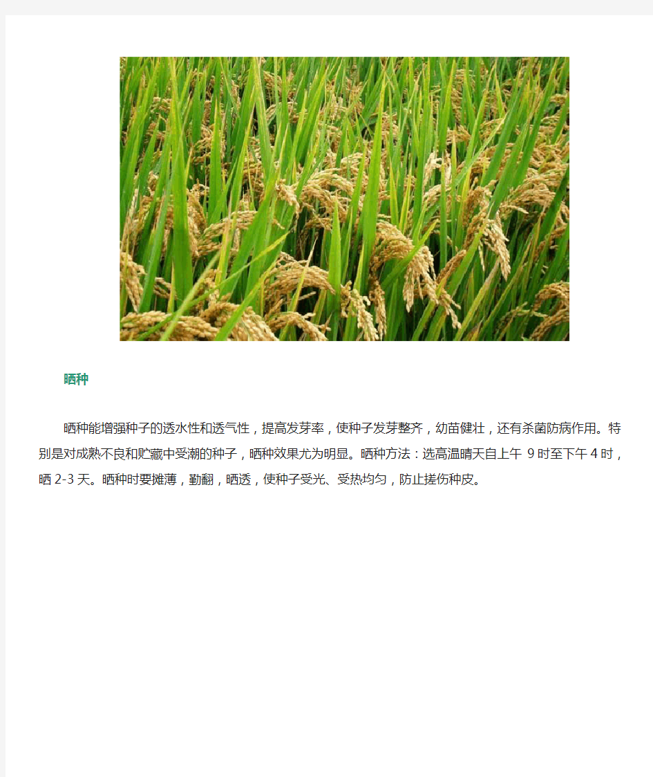 水稻种子处理技术