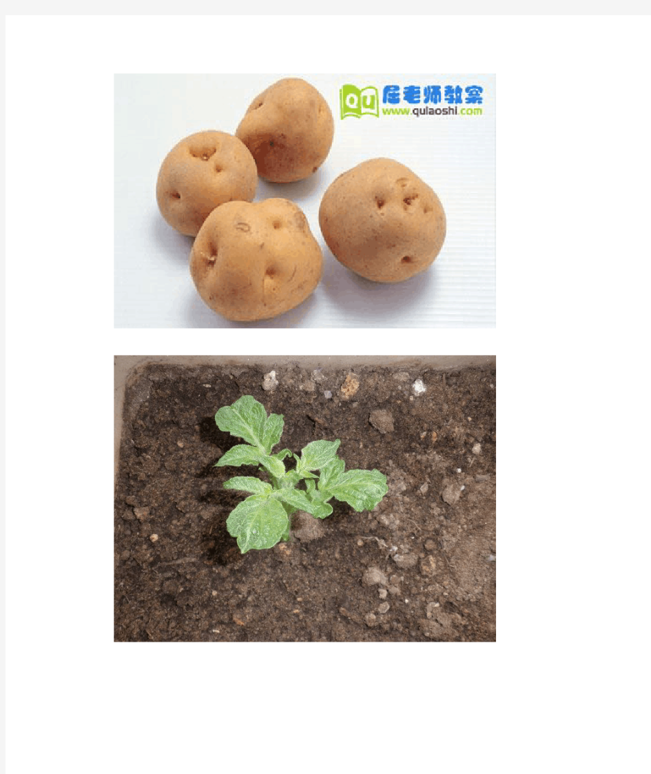 小班土豆的生长过程