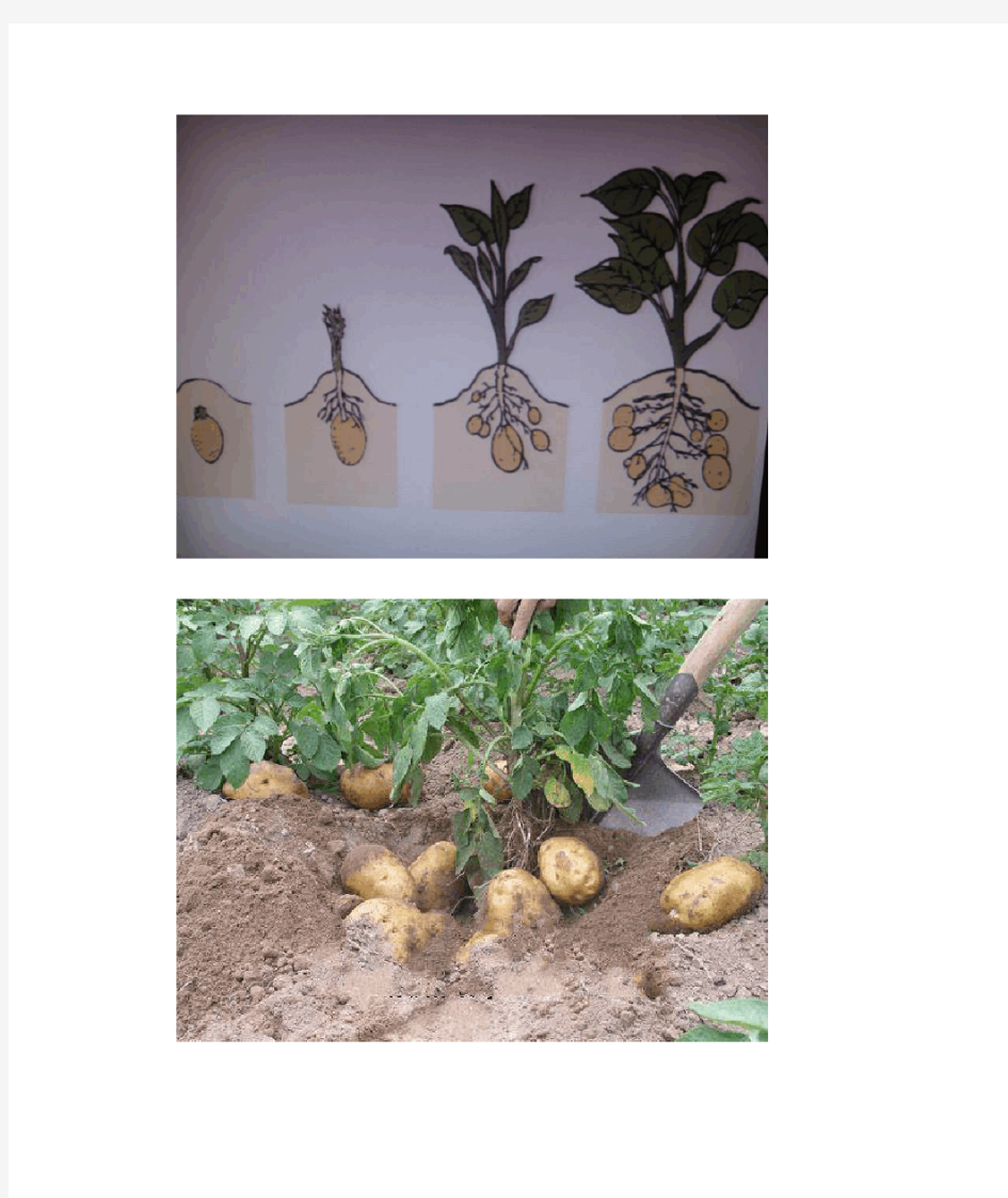 小班土豆的生长过程