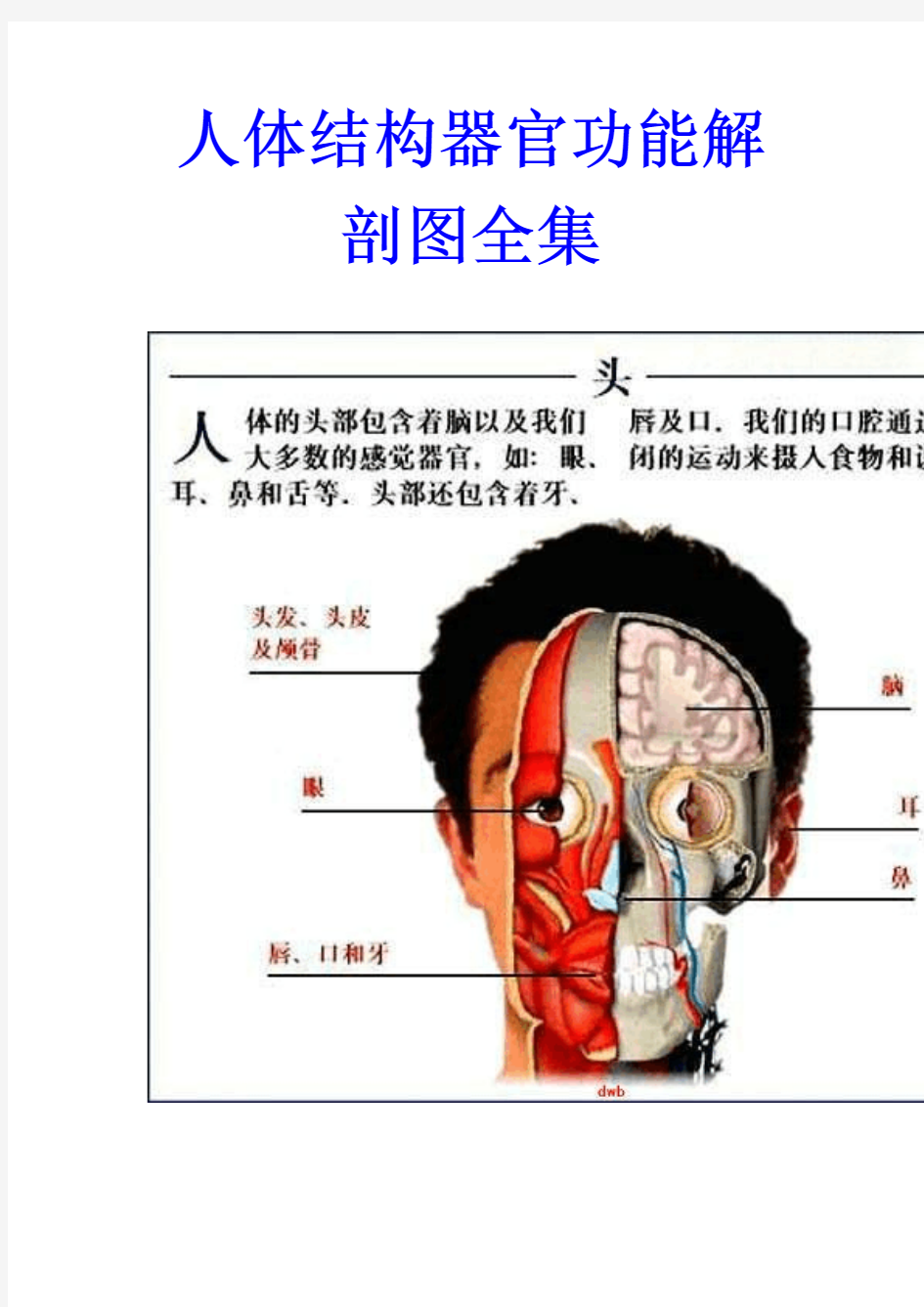 人体结构解剖图1