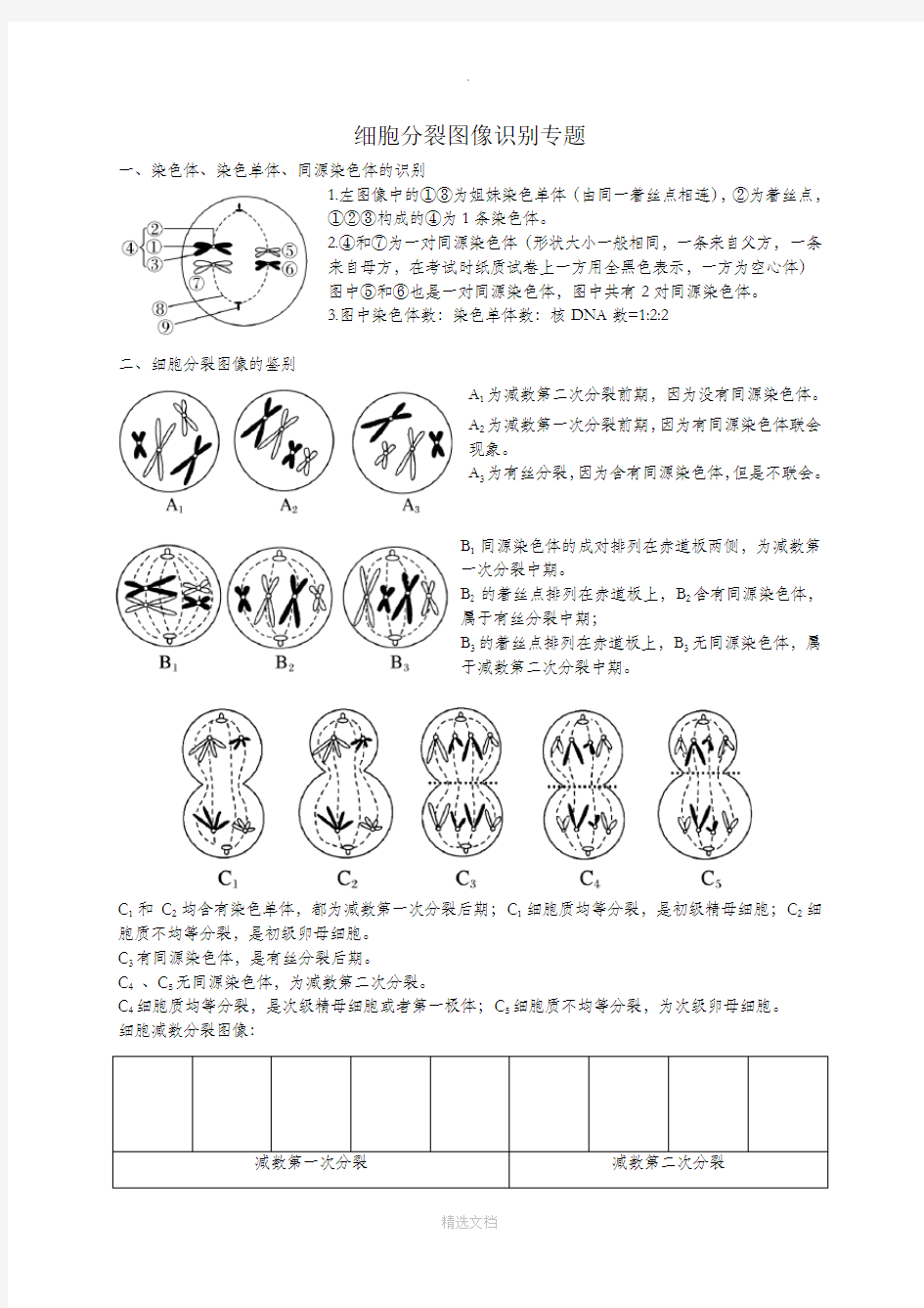 细胞分裂图像识别