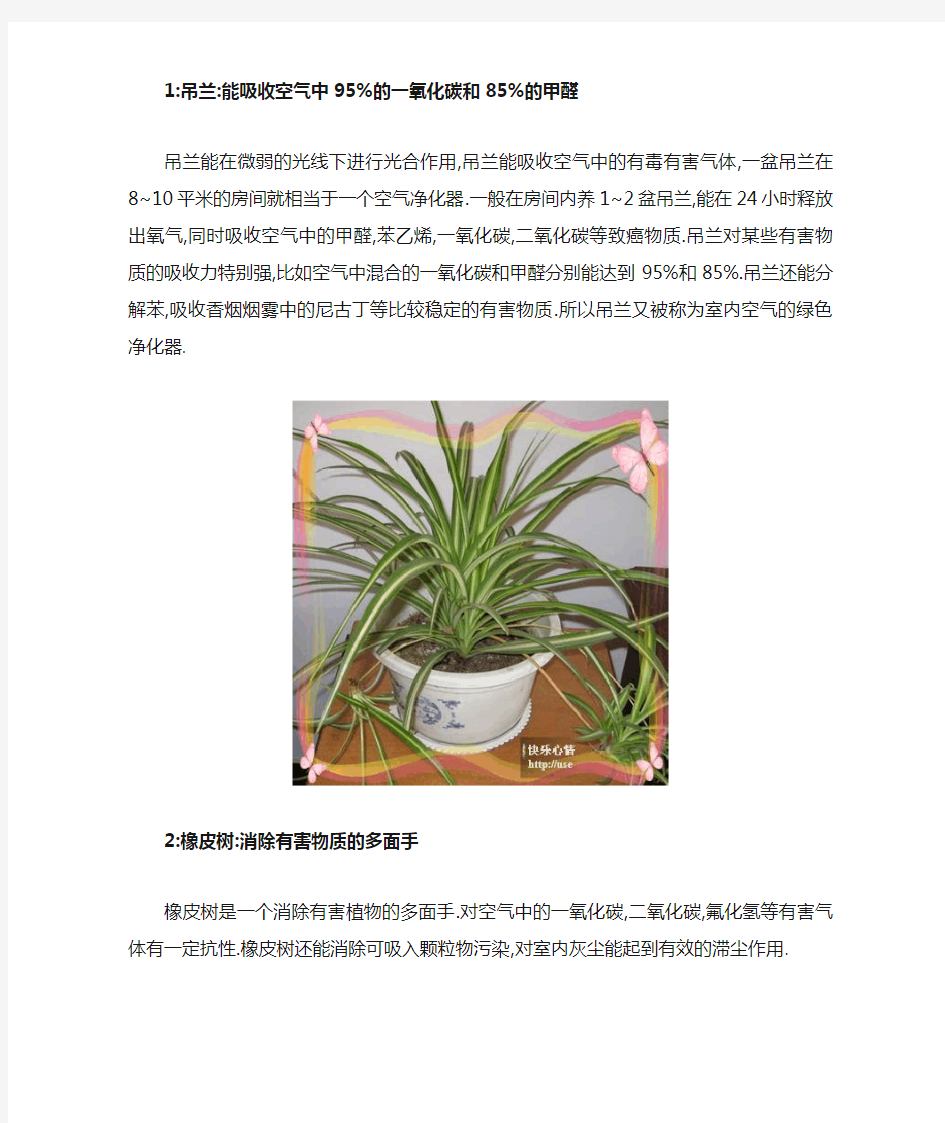 室内适合养什么植物