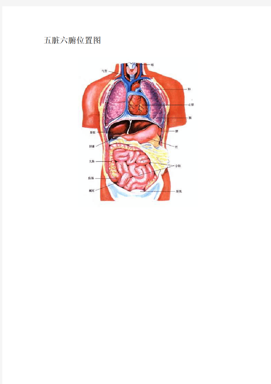 五脏六腑位置图
