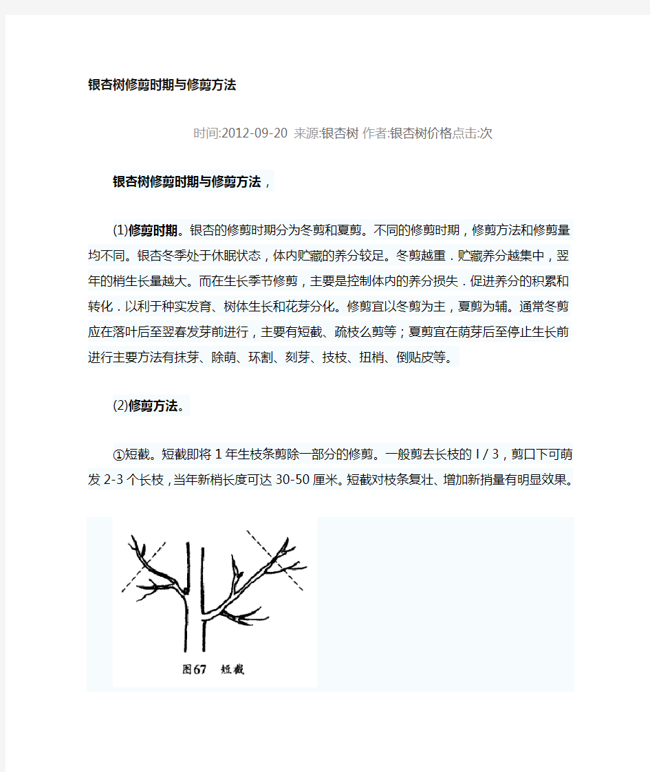 银杏树修剪时间与方法