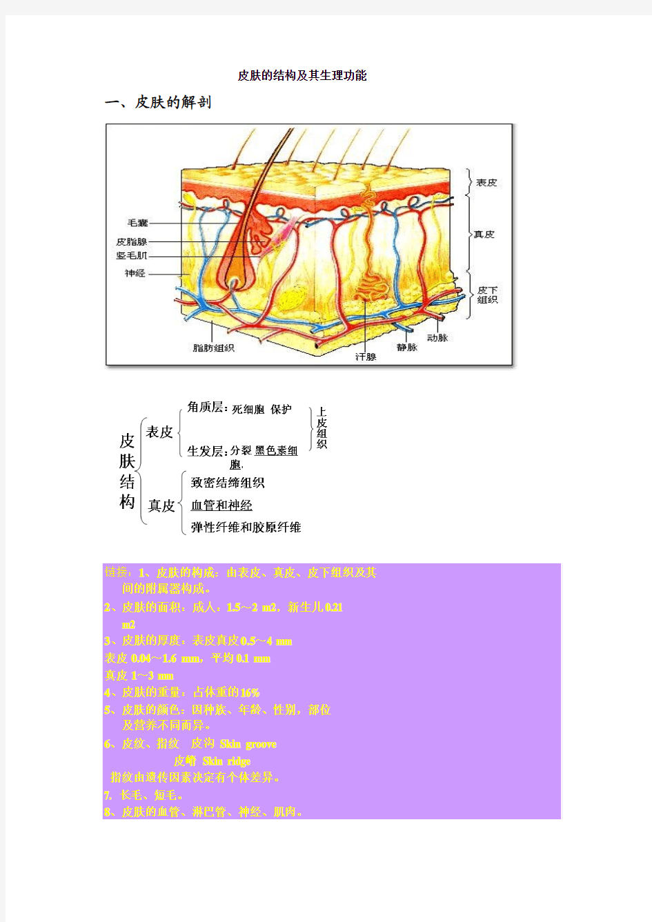 皮肤的结构及其生理功能