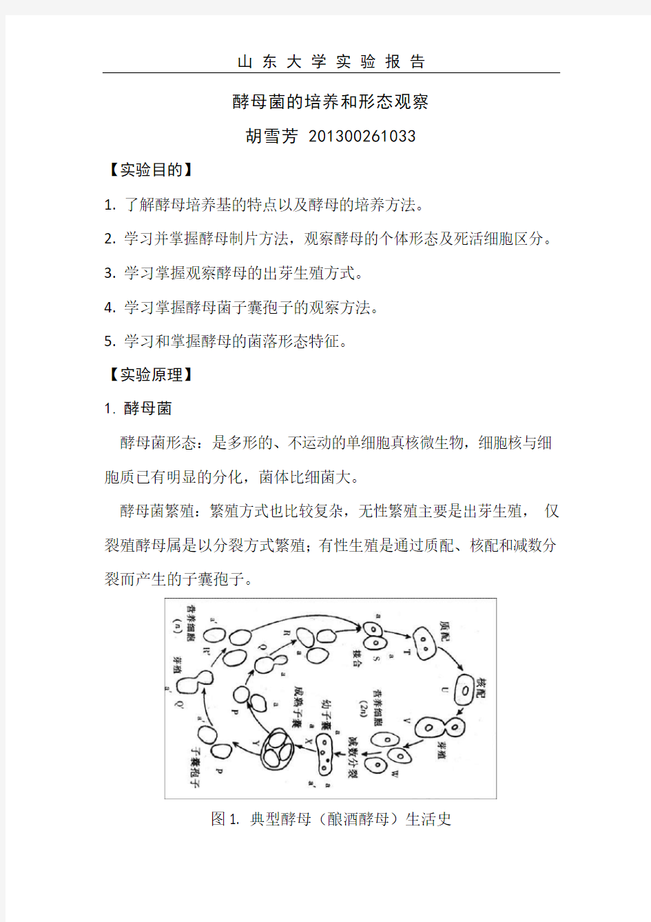 酵母菌的培养和形态观察