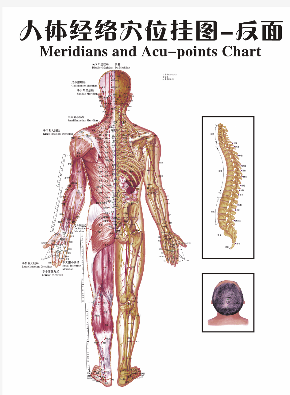 C 背面人体经络穴位 图(可打印超高清)