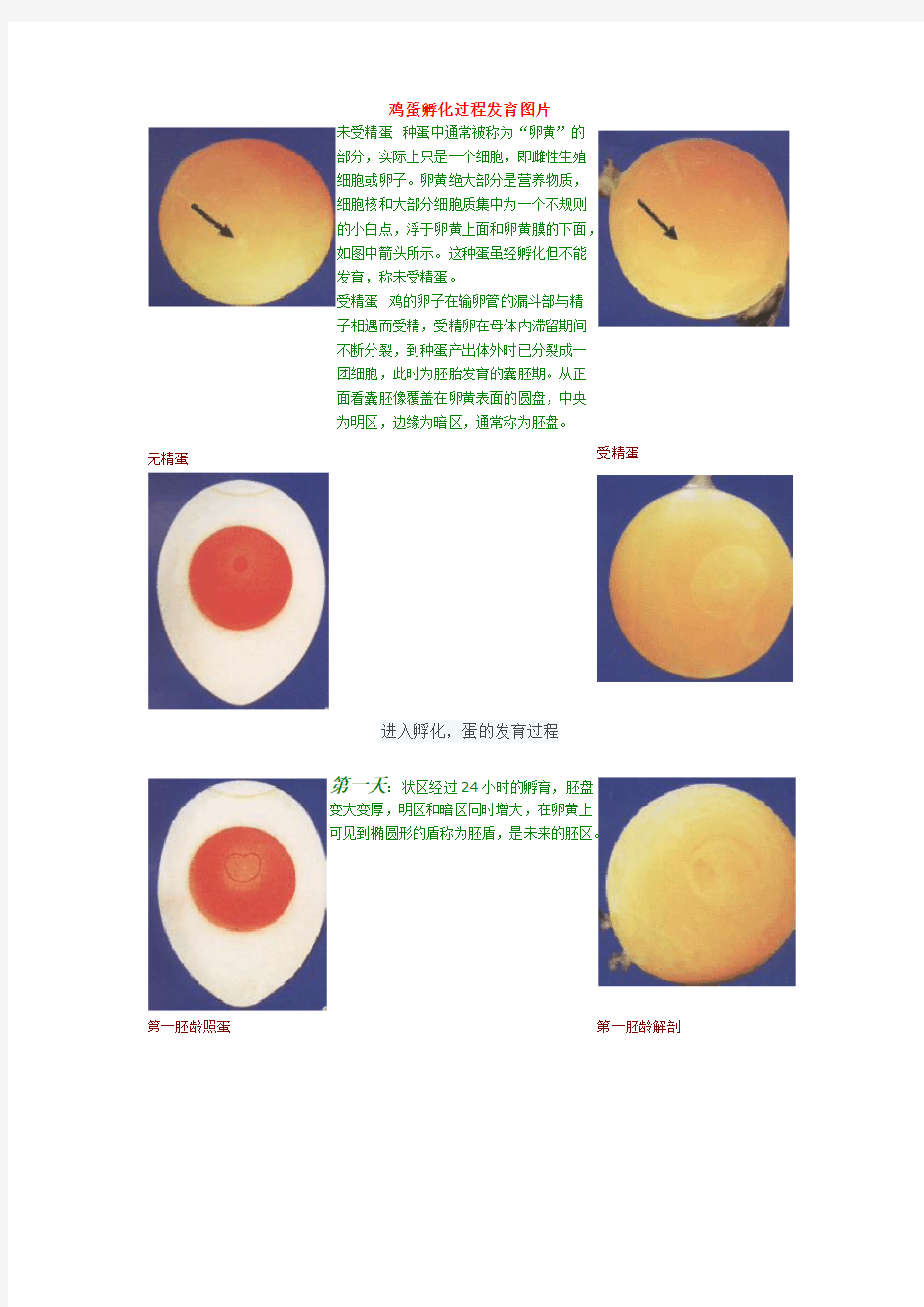 【免费下载】鸡蛋孵化过程发育图片