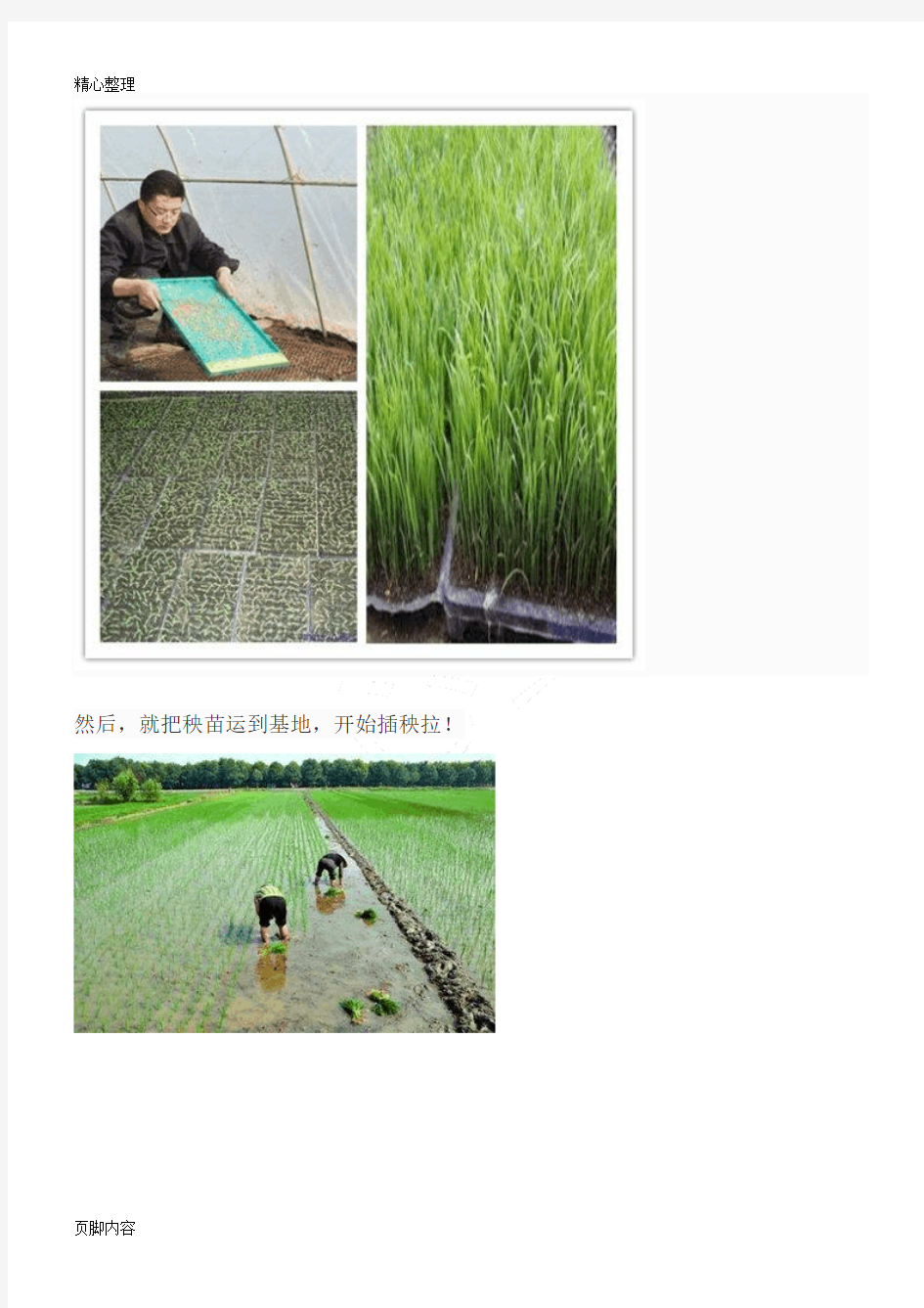 大米生产过程