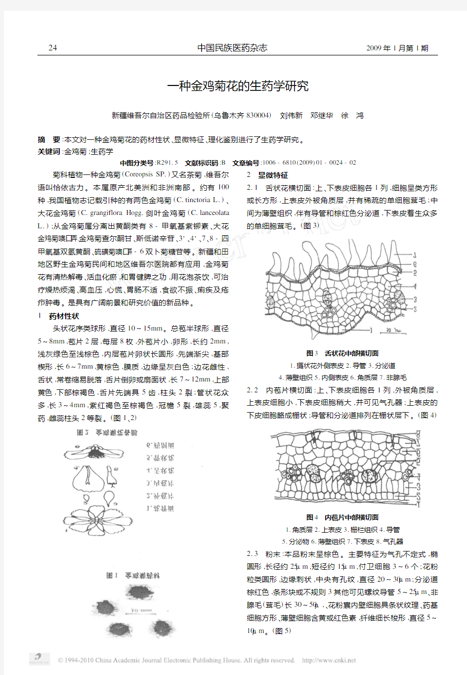 一种金鸡菊花的生药学研究