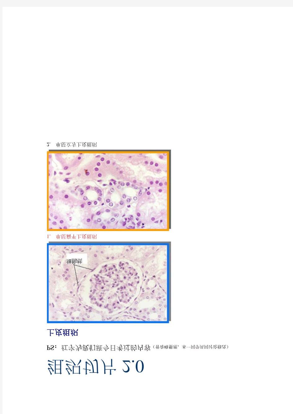 组织学切片