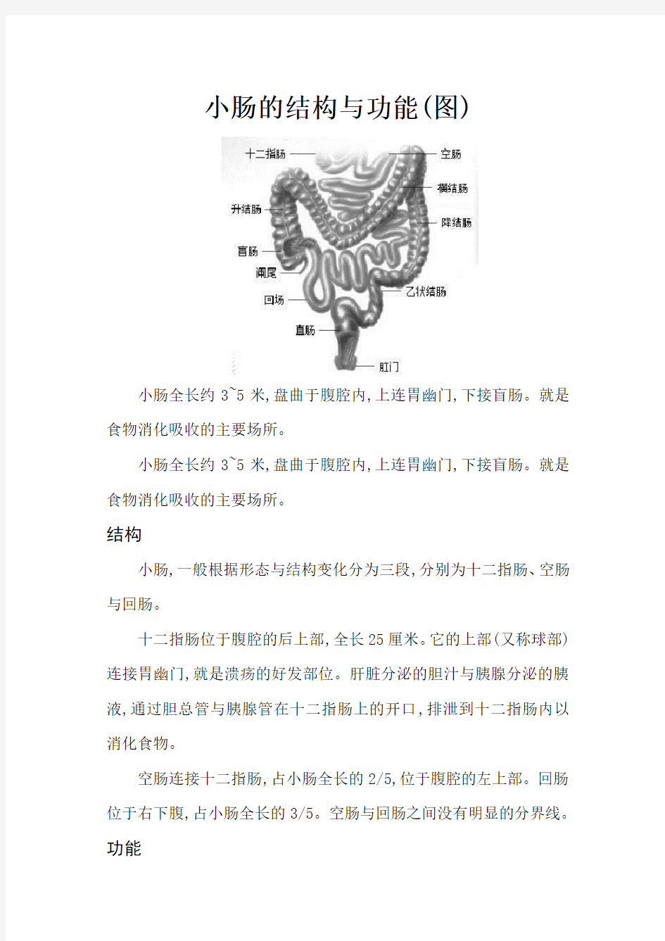 小肠的结构与功能图
