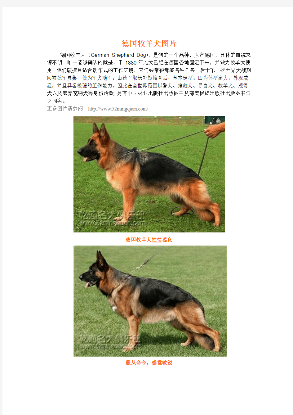 德国牧羊犬图片