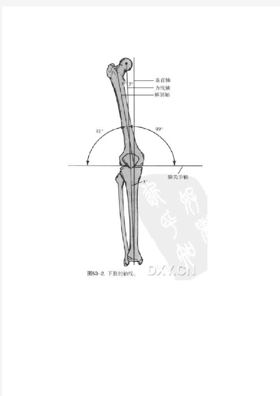 股骨髁上骨折分型