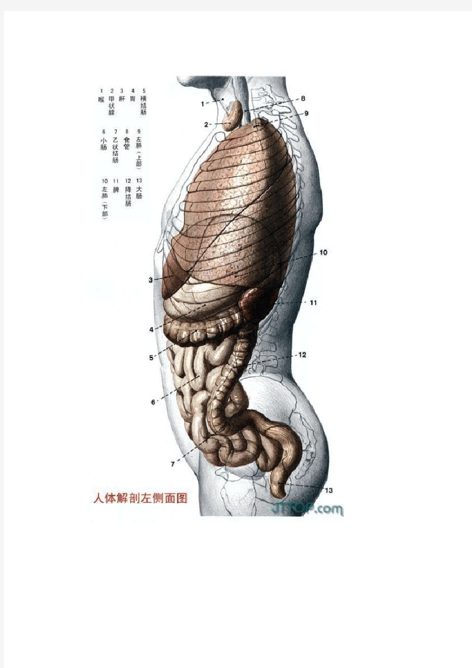 高清人体各个器官及结构解剖图(彩图版)