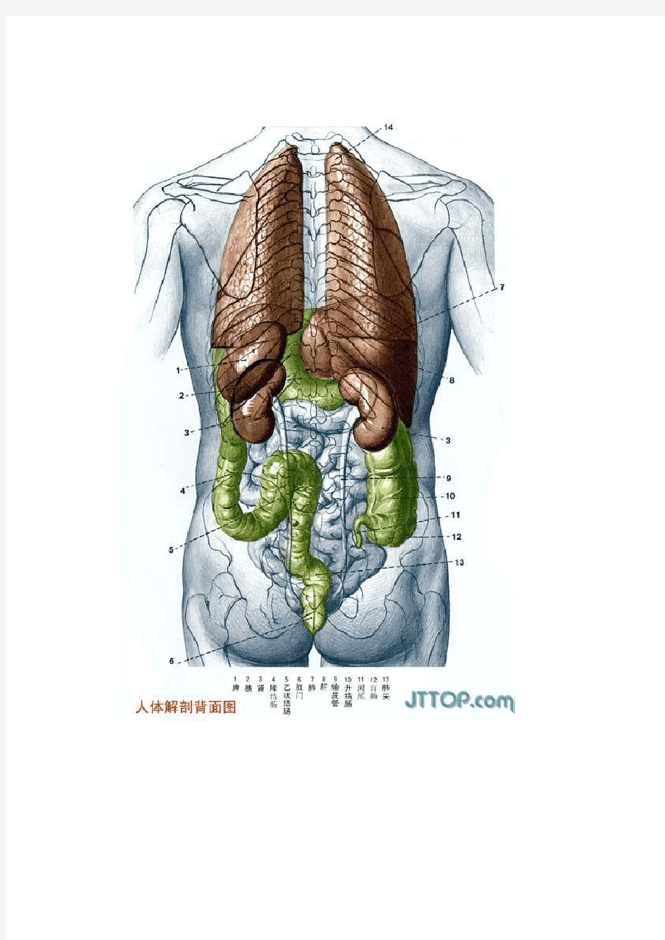 高清人体各个器官及结构解剖图(彩图版)