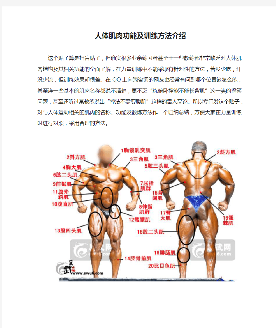 人体肌肉功能及训练方法介绍