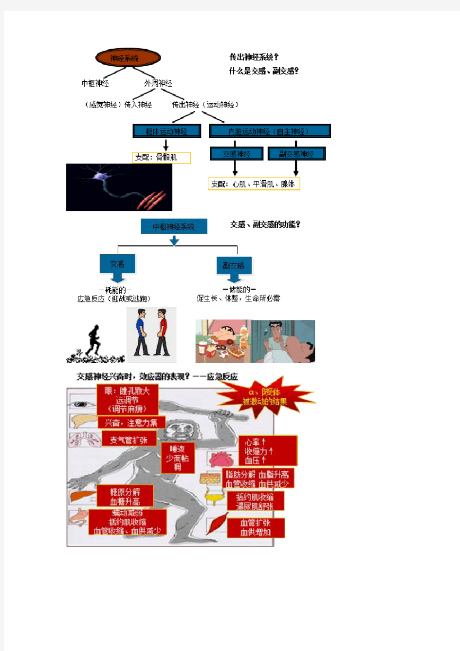 药理学—传出神经系统药理概述