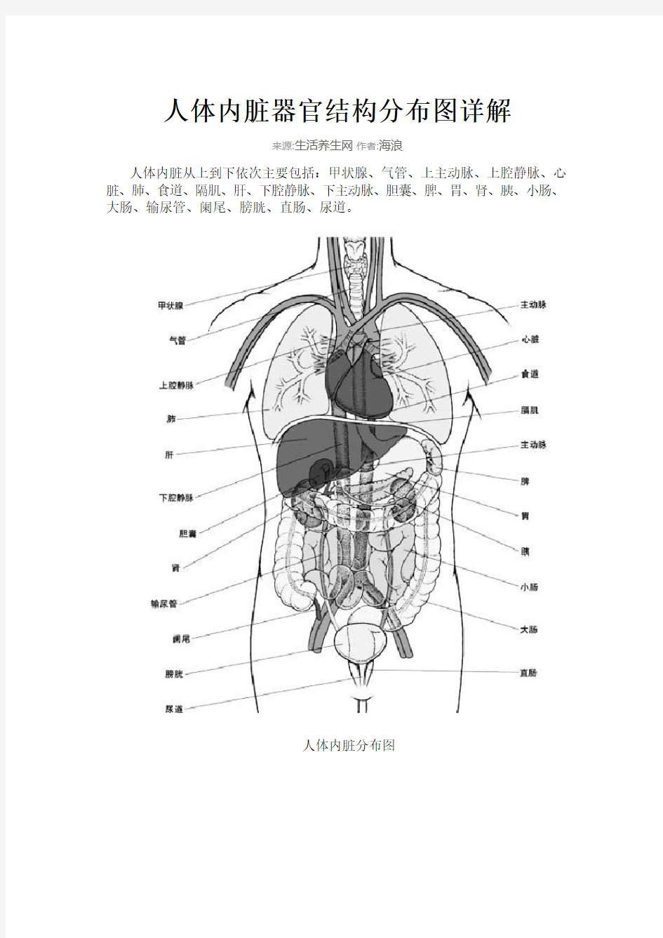 人体内脏器官结构分布图详解