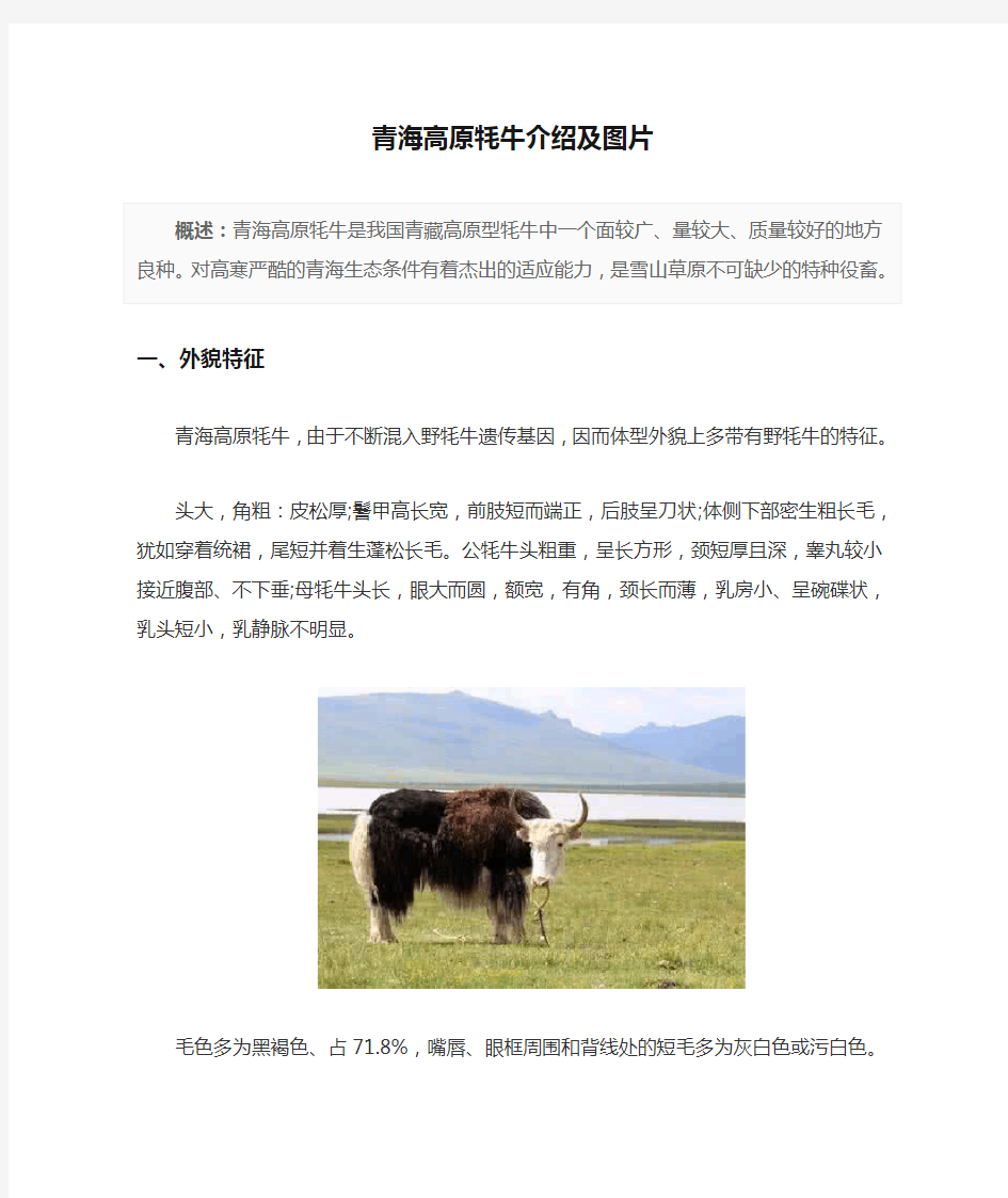 青海高原牦牛介绍及图片