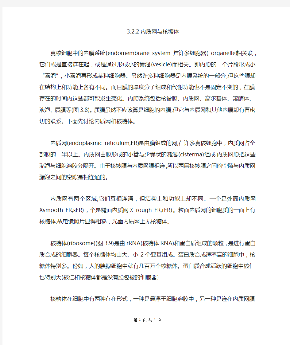 内质网与核糖体的结构与功能