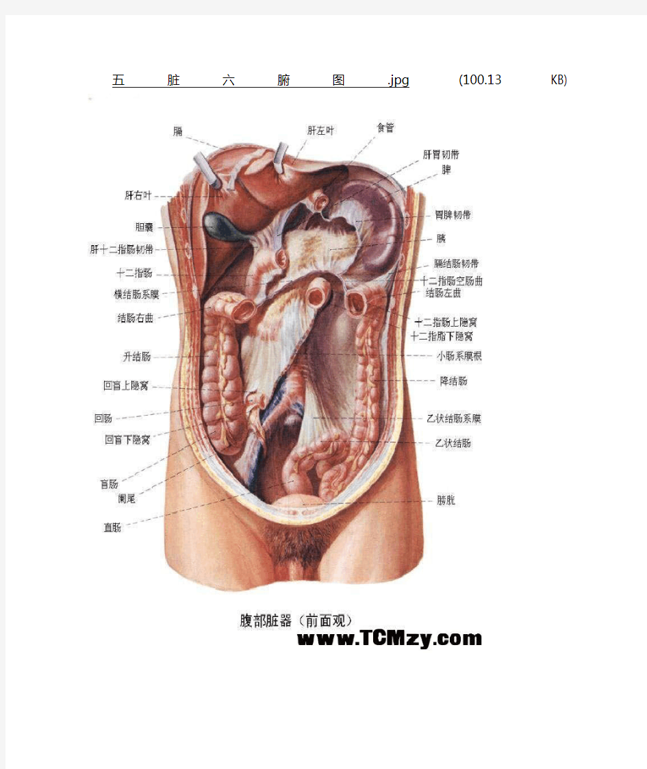 五脏六腑图