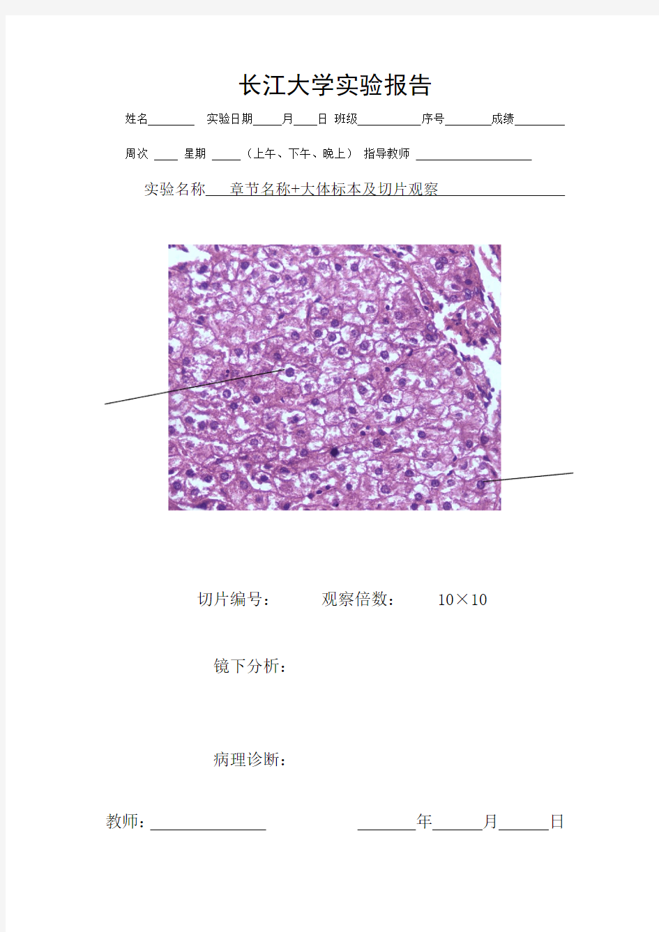 病理实验报告书写格式