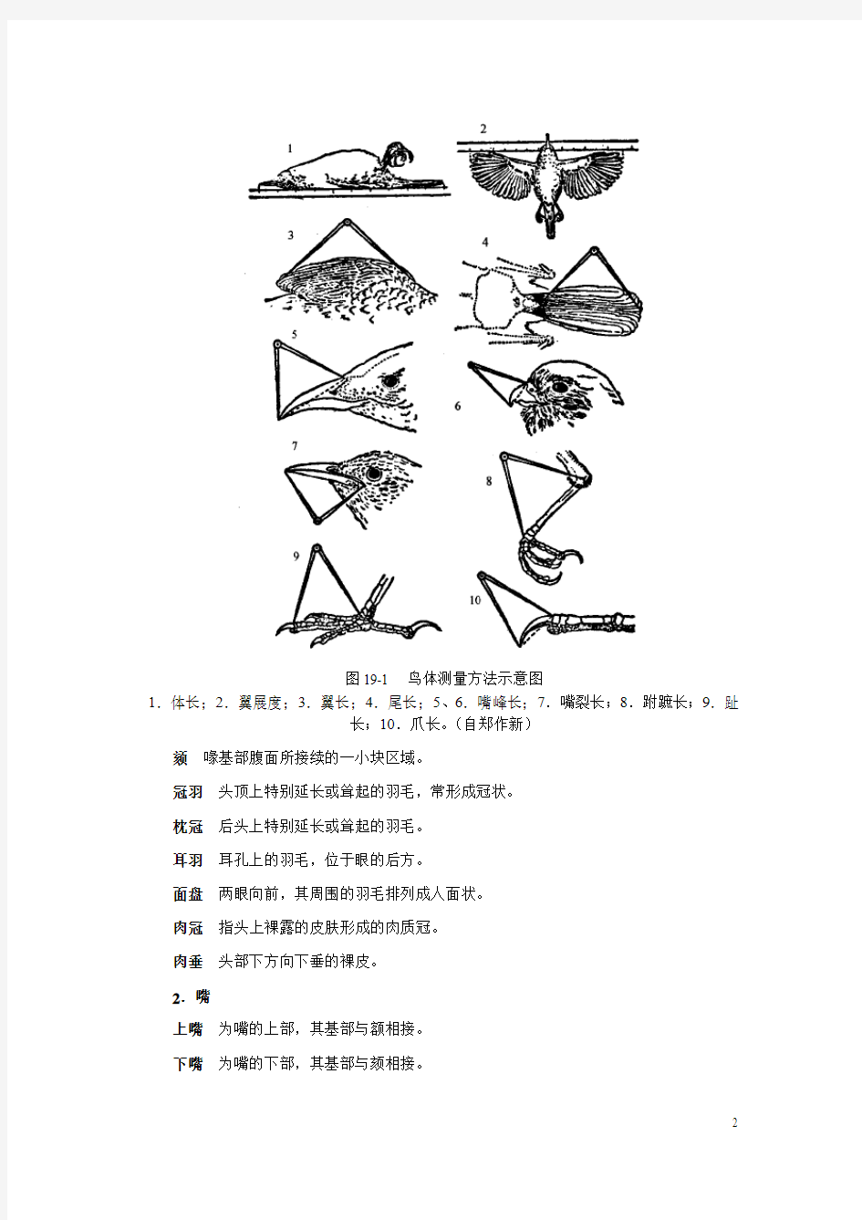 鸟纲分类