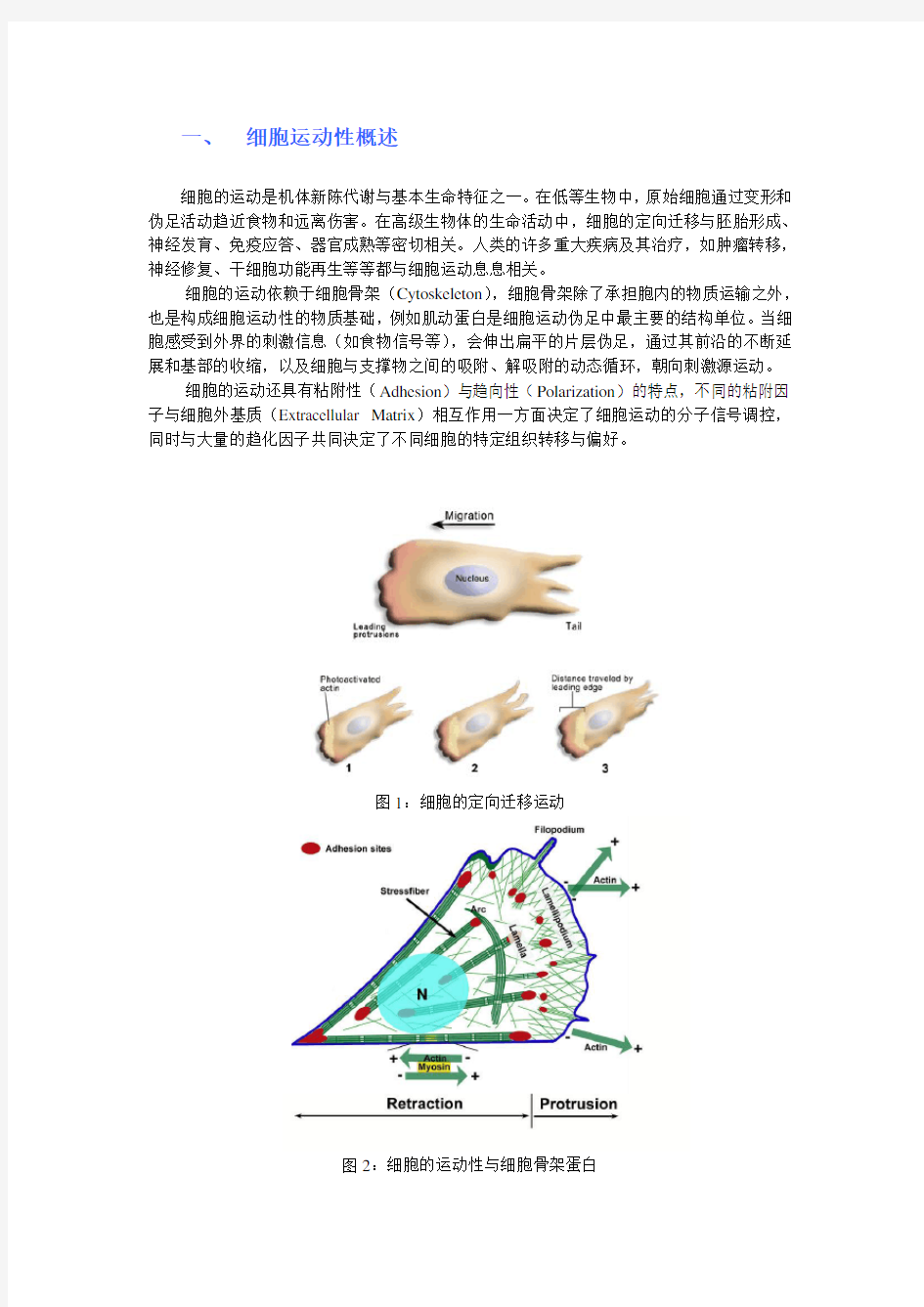 细胞生物学实验教程：细胞运动性检测实验详细介绍