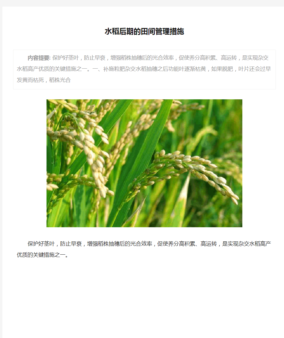 水稻后期的田间管理措施
