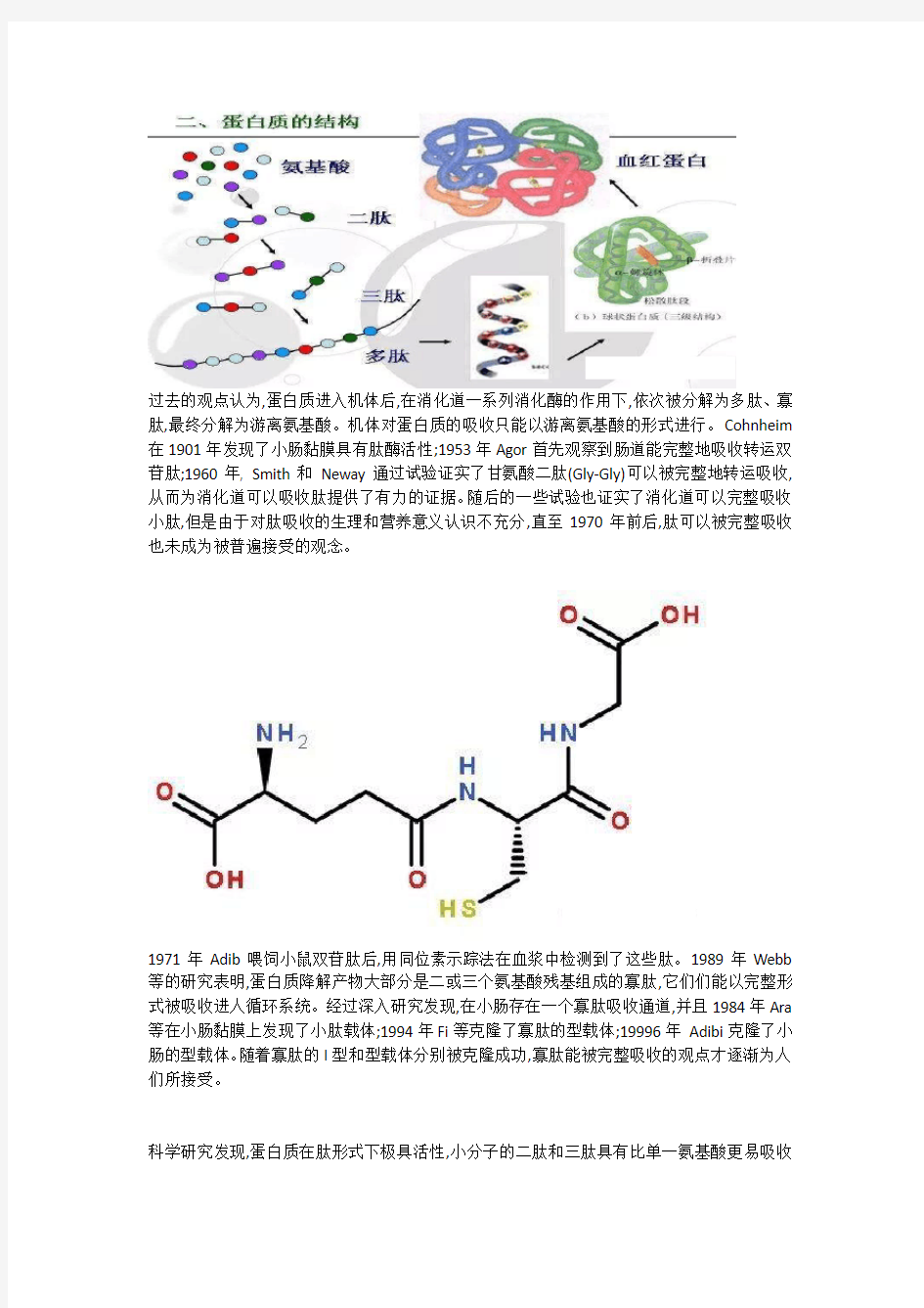 肽在人体中的代谢过程