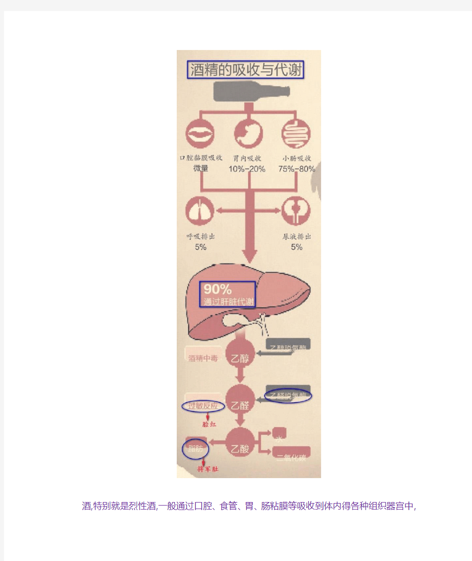 酒精在人体内的代谢过程